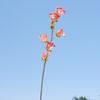 Carrillón de Viento Flocado Flor Rama Larga Lirio de los Valles Flor Artificial Flor Falsa Decoración Decoración del Hogar Flor Flor para Salón de Bodas Arreglo Floral