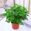 Maceta Árbol de la Felicidad planta grande interior sala de estar oficina purificación absorción de formaldehído planta verde maceta árbol de la fortuna