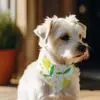 Personalize sua Própria Toalha Triângulo para Gatinhos e Toalha de Baba. A Toalha Triângulo para Cachorros vem em uma Variedade de Estilos e Pode Ser Personalizada com Logo