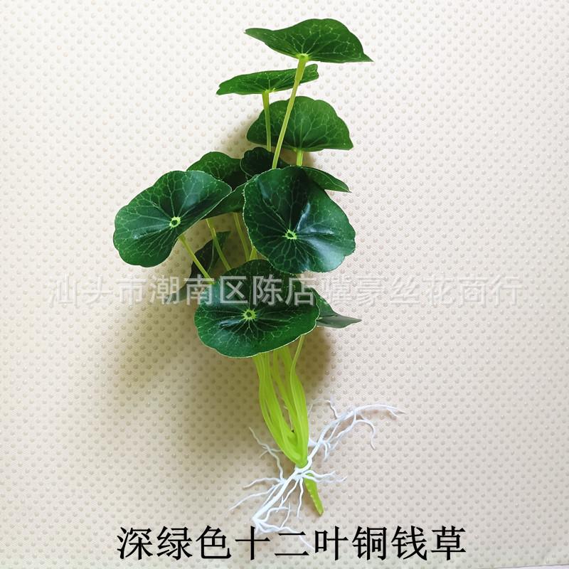【深绿色十二叶铜钱草】.jpg