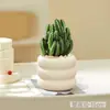 Plantas suculentas, plantas pequeñas de interior en maceta, cactus de mesa para sala de estar, plantas verdes, flores de vivero, fáciles de cuidar durante todo el año