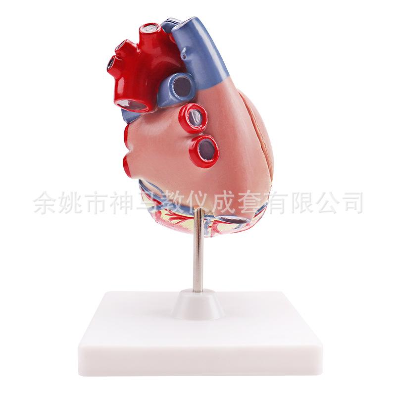 心脏解剖模型3X-4