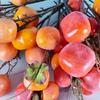 Atacado Fang Zhen 7 Frutas Caqui Ramos de Frutas Ramos Longos Flores Decorativas Mobiliário Doméstico Caqui Ruyi Ramos de Frutas