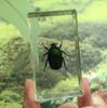 Espécimen de resina de insecto real uña cangrejo araña ciempiés escorpión escarabajo Ámbar Marino animal resina insecto real