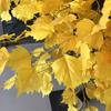 Simulação de bétula ginkgo árvore falsa decoração de janela interior e exterior grande paisagem piso planta verde ornamentos
