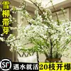 Pearl Li Xueliu Galhos Frescos e Galhos Plantas Hidropônicas em Vaso Florais Frescos e Plantas Verdes Florescem Quando Expostos à Água Salgueiro Dragão Wintersweet