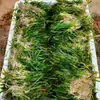 Hierba Kusa, Planta Sumergida, Elodea Malasia, Alga Cola de Zorro, Hierba Kusa, Venta al por mayor de Varios Proyectos de Purificación y Reparación de Agua