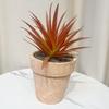 Simulación de plantas carnosas decorativas para el hogar, arreglos de mesa, pequeños adornos, plantas carnosas en maceta, suministro transfronterizo, flores de simulación
