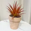 Plantas Suculentas Simuladas de Ladrillo Rojo Dongmang en Maceta para Decoración de Interiores del Hogar, Decoraciones de Escritorio de Oficina, Múltiples Opciones Disponibles Directamente del Fabricante