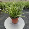 Phnom Penh Clorofito Plantas de Interior em Vasos Florais Casa Nova Purificação do Lar Absorção de Ar Formaldeído Hidropônico Plantas Verdes Pendentes