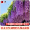 Plántulas de Flor Lingxiao Resistentes al Frío, Enredaderas Trepadoras, Florales de Floración Cuatro Estaciones, Plántulas Grandes, Plantas Verdes, Plantas en Maceta, Florales de Petardos para Patio Balcón, Glicina