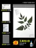 Papel para especímenes de plantas, cartón, papel para especímenes, papel absorbente, carpeta para especímenes de plantas, herramientas y materiales para la preparación de especímenes de plantas