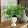 Planta en maceta Helecho Jim para sala de estar interior, Helecho de hoja perenne, Purificador de aire, Fácil de cuidar, Planta verde popular, Tolerante a la sombra