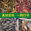 Cebo de partículas grandes, una red de cebo para camarones de río langosta, cebo para anguila locha, cebo para cangrejo, cebo de pesca de pozo negro
