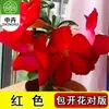 Planta en Maceta Rosa del Desierto con Doble Pétalo, Planta Verde Resistente a la Sequía, Fácil de Cuidar en Interiores o en el Balcón, Planta Suculenta Fácil de Mantener en Verano