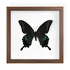 Pintura Decorativa Valiosa de Borboleta com Serragem, Espécime Real de Borboleta, Presente de Aniversário, Moldura de Presente, Exibição de Mesa, Tridimensional de Alto Padrão