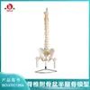 Boyou Auténtico Natural Grande Modelo de Columna Vertebral Humana con Pelvis y Hueso de Media Pierna Columna Vertebral con Molde de Cabeza Femoral Ósea