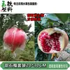 Bolsado de Carambola, Bolsa Protectora para Manzanas, a Prueba de Insectos y Pájaros, Bolsa para Carambola, Bolsa de Película Transpirable y Drenante para Guayaba