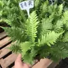 Plantas de Piedra Absorbente Plantas Verdes Piedra de Agua Acuaterrario Tanque de Selva Rocalla Paisajismo Musgo Helecho Micro-paisaje Plantas de Bonsái