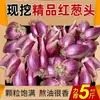 Cebolas Vermelhas, Cebolas Aromáticas, Cebolas Desidratadas, Cebolas Picantes, Cebolinhas Verdes Frescas e Aromáticas Cultivadas por Agricultores em Guangdong