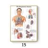 Anatomia humana músculo arte poster mapa corporal tela pintura Imagem Ciência Medicina quarto pintura decorativa núcleo