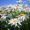 Sementes de Centáurea Perene no Atacado de Várias Regiões, Sementes de Dianthus Multicolores, Flores Medicinais, Flores de Trigo Gigantes, Sementes para Jardinagem