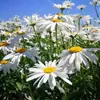 180 Variedades de Sementes de Flores Não Repetitivas, Fáceis de Cultivar em Todas as Estações, Podem Afastar Mosquitos, Adequadas para Varandas Internas e Externas, Distribuição Transfronteiriça
