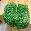 Estilo nórdico planta suculenta artificial colgante cuentas de Buda frijoles del amor lágrimas de amante mercader Lu Ye Cang Zi sentir adornos decorativos