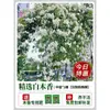 Plántulas de Flores Leñosas Amarillas, Enredaderas Trepadoras, Plántulas Leñosas Doble Rojo y Blanco, Rosas, Florales de Floración Cuatro Estaciones, Plantas en Maceta para Balcón y Patio