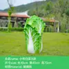 Esculturas Grandes de Frutas y Verduras Huerta de Frutas y Verduras Diseño de Granja Decoración de Modelado de Paisaje Adornos de Calabaza Modelos