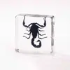 Especímenes de Insectos de Ámbar Real, Especímenes de Insectos Reales en Resina Transparente, Juguetes de Ciencia para Niños, Adornos, Sujetalibros, Regalos