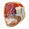 Modelo de Pelvis Femenina Artificial para Enseñanza Especimen del Sistema Genitourinario Femenino Corte Sagital Anatomía Humana Medicina