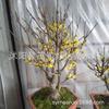 Plántulas de Dulcamara Dulce Bonsái de Dulcamara Dulce en Maceta Tronco Viejo Corazón Liso de Interior Dulcamara Dulce Pezuña de Tigre Ciruelo en Maceta Plantas Resistentes al Frío para Patio