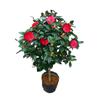 Dropshipping Xiangfei Camelia Camelia en maceta Plántulas de camelia Florales de interior Fáciles de cultivar Todo el año Camelia Fácil de vivir y florecer