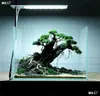 Marco de Paisajismo para Tanque de Plantas, Discos de Cáscara de Coco, Árbol Brasileño, Copa del Árbol, Un Árbol para Crear un Marco