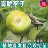Plántulas de Ciruela Verde Crujiente de Una Pieza para Envío Directo, para Plantar en el Norte y el Sur, Plantas en Maceta para Patio, Árboles Frutales de Ciruela Dulce Crujiente Injertados