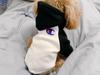 Moletons Modernos para Cães, Roupas para Cães, Roupas Modernas Novas de Primavera e Outono, Roupas Elásticas para Filhotes