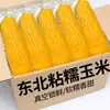 Maíz amarillo ceroso del noreste, 10 mazorcas, cosecha nueva, envasado al vacío, recién cosechado, pegajoso y dulce, granos de maíz frescos, no listo para comer