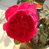 Envío Directo de Una Pieza Plántulas de Rosa Grande para Desfiles Trepadora para Balcón Rosa Trepadora de Cuatro Estaciones Planta Trepadora Rosa Planta de Rosa en Maceta