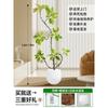 Forma de Hoja de Flor Árbol de Caucho Baniano Dorado Sala de Estar Planta Verde Baniano Rico Interior Oficina Planta Verde Planta Grande en Maceta