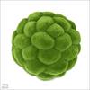 Suministro Directo Piedra Musgo Simulación Bola Musgo Simulación Piedra Micro Paisaje Juguete de Peluche Accesorios Piedras Pequeñas Plantas Falsas