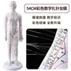 Folha de Cobre para Acupuntura Uso Doméstico Medicina Tradicional Chinesa Silicone Modelo de Diagrama de Meridianos do Corpo Humano com Pontos de Acupuntura