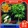 Dropshipping Orquídea Blanca Planta en Maceta Plántula de Magnolia de Interior con Capullos Floreciendo en Todas las Estaciones Fragancia Fuerte Amarillo