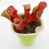 Planta-armadilha, Nepenthes, Planta Carnívora, Planta Repelente de Mosquitos, Planta Armadilha de Mosquitos, Planta Super Grande Capturadora de Insetos, Planta Divertida em Vaso