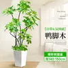 Forma Pie de Pato Madera Sala de Estar Maceta Grande Planta Verde Interior Sala de Estar Grande de Pie Flor Real Pila Vieja Pie de Pato Madera
