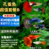 Peces Ornamentales Pequeños, Pez Cebra, Peces Tropicales Resistentes, Guppies Vivos, Alevines de Peces Pequeños, Peces Azules Fáciles de Cuidar para Acuarios Pequeños