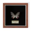 Especimen de Mariposa Real Colgante de Madera Estilo Nórdico Simple Moderno Regalo de Cumpleaños Marco de Fotos de Madera Simple