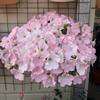Semillas de Petunia Colgante Importadas, Plantas de Maceta de Petunia Colgante Fáciles de Cultivar, Semillas de Flores para Todas las Estaciones, Tasa de Germinación 80%