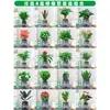 Rábano Verde Árbol de la Fortuna Espárrago Bambú Flor de Incienso de Nueve Millas Planta en Maceta Interior Menta Bambú Rico Planta Hidropónica Fácil de Alimentar