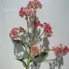 Flor de piedra coliflor silvestre cebolleta bosque salón de bodas área de bienvenida pared de flores arreglo floral flor artificial comercio exterior al por mayor flor artificial